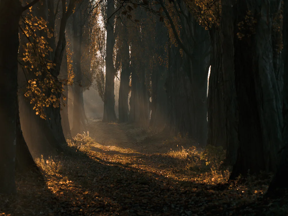 Un chemin forestier éclairé entre les arbres, illustration d’une promenade.